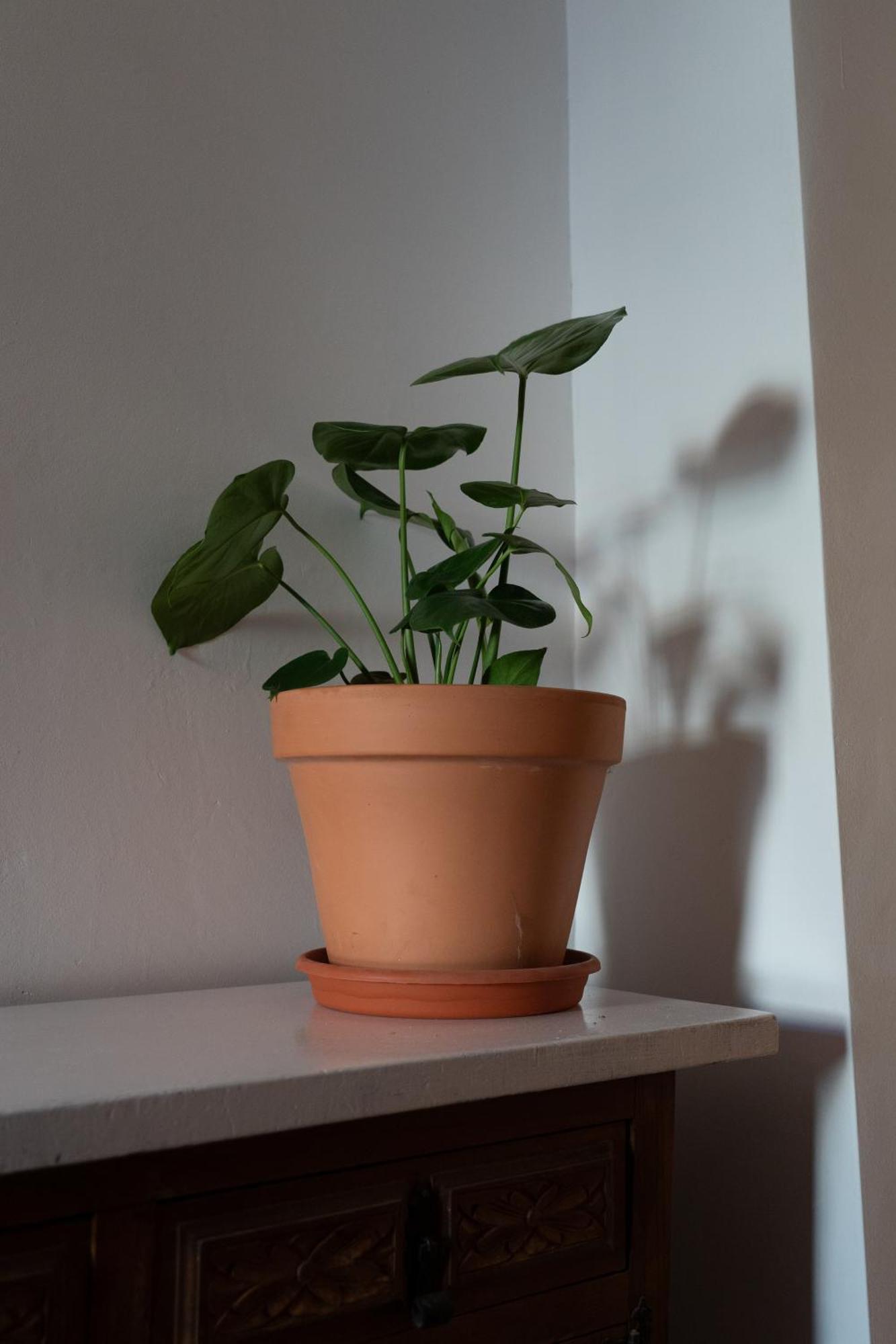 Casa Canela Orgiva Eksteriør bilde